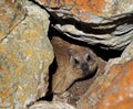 Dassie in Western Cape, South Africa